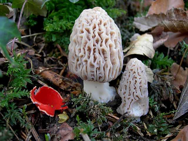 La valle dei funghi sconosciuti